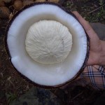 root of a coconut